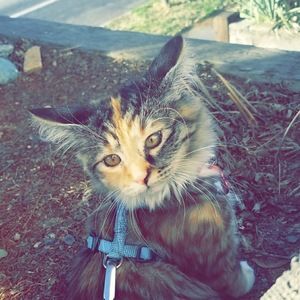 Meet your Posher, Alissa